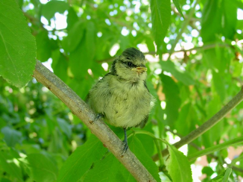 Cinciarella (Cyanistes caeruleus)